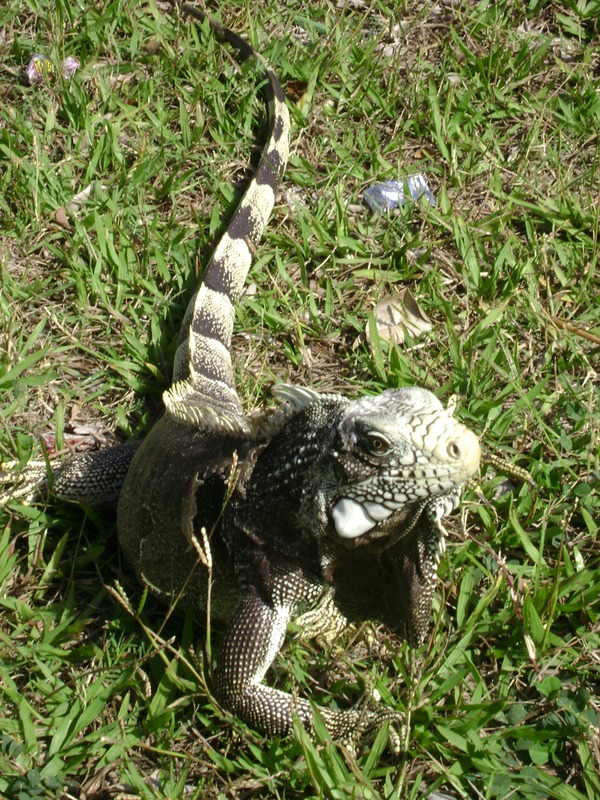 Iguana Photo Lizard Iguanidae Iguanacaldasdojorro