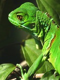 Iguana Photo Lizard Iguanidae Lizard Photo Iguanidae Iguana Iguana3