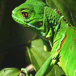 Iguana Photo Lizard Iguanidae Lizard Photo Iguanidae Iguana Iguana3