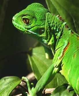 Iguana Photo Lizard Iguanidae Lizard Photo Iguanidae Iguana Iguana3