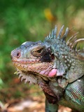 Iguana Photo Lizard Iguanidae Photo Iguana Lizard Iguanidae Lizard Iguana Photo Iguanidae Iguana Lizard Photo Iguanidae Caribbean_iguana