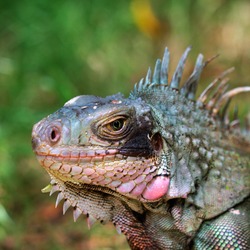 Iguana Photo Lizard Iguanidae Photo Iguana Lizard Iguanidae Lizard Iguana Photo Iguanidae Iguana Lizard Photo Iguanidae Caribbean_iguana