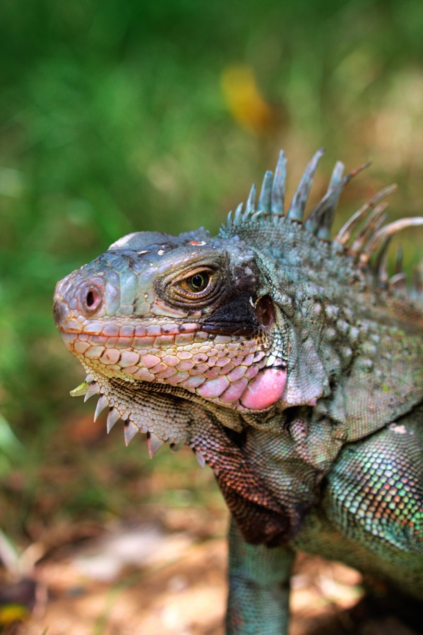 Iguana Photo Lizard Iguanidae Photo Iguana Lizard Iguanidae Lizard Iguana Photo Iguanidae Iguana Lizard Photo Iguanidae Caribbean_iguana