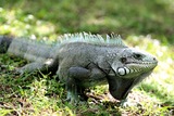 Reptiles