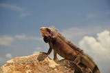 Reptiles