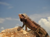 Iguanidae Iguana Photo Lizard St_Thomas_Marriott_Iguana_9