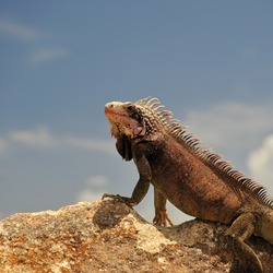 Iguanidae Iguana Photo Lizard St_Thomas_Marriott_Iguana_9