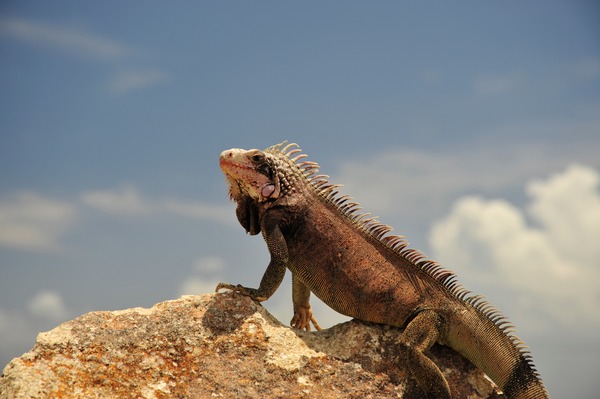 Iguanidae Iguana Photo Lizard St_Thomas_Marriott_Iguana_9