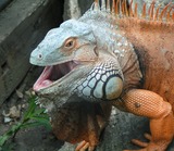 Reptiles