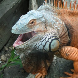 Iguanidae Lizard Iguana Photo Lizard Iguana Iguanidae Photo Iguana_iguana_ZOO_Chleby