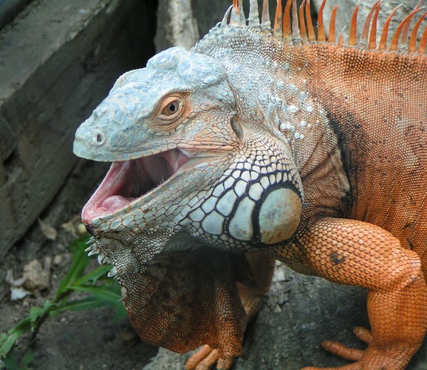 Iguanidae Lizard Iguana Photo Lizard Iguana Iguanidae Photo Iguana_iguana_ZOO_Chleby