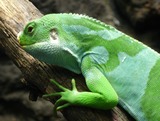 Reptiles