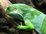 Iguanidae Lizard Iguana Photo Lizard Iguana Photo Iguanidae Iguana Iguanidae Lizard Photo Fiji_Banded_Iguana