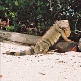 Reptiles