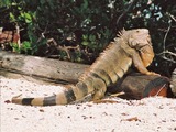 Iguanidae Lizard Iguana Photo Lizard Iguanidae Photo Iguana Iguana_Florida_Keys