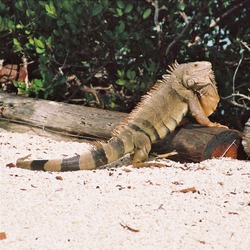 Iguanidae Lizard Iguana Photo Lizard Iguanidae Photo Iguana Iguana_Florida_Keys