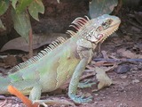 Iguanidae Lizard Iguana Photo Photo Iguanidae Iguana Lizard Lizard Iguanidae Iguana Photo Iguana_Sanjuanera