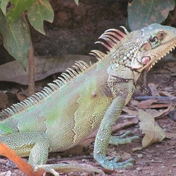 Iguanidae Lizard Iguana Photo Photo Iguanidae Iguana Lizard Lizard Iguanidae Iguana Photo Iguana_Sanjuanera