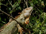 Iguanidae Lizard Iguana Photo Photo Iguanidae Lizard Iguana Lizard Iguana Photo Iguanidae Iguana_iguana_1