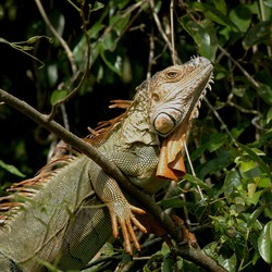 Iguanidae Lizard Iguana Photo Photo Iguanidae Lizard Iguana Lizard Iguana Photo Iguanidae Iguana_iguana_1