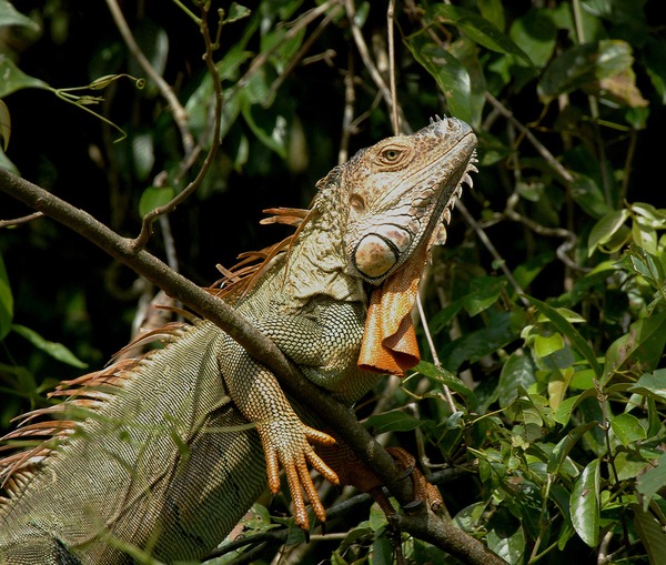 Iguanidae Lizard Iguana Photo Photo Iguanidae Lizard Iguana Lizard Iguana Photo Iguanidae Iguana_iguana_1