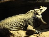 Lizards
