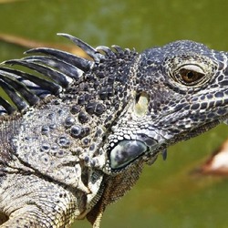 Iguana Grabow
