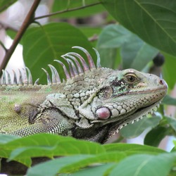 Iguanidae Lizard Photo Iguana Lizard Photo Iguana Iguanidae Iguana_Sanjuanera_2