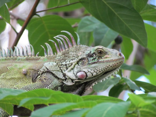 Iguanidae Lizard Photo Iguana Lizard Photo Iguana Iguanidae Iguana_Sanjuanera_2