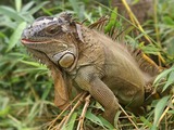 Iguanidae Lizard Photo Iguana Photo Lizard Iguana Iguanidae Iguana_iguana_(male)