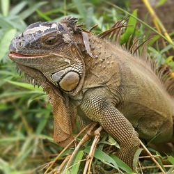 Iguanidae Lizard Photo Iguana Photo Lizard Iguana Iguanidae Iguana_iguana_(male)