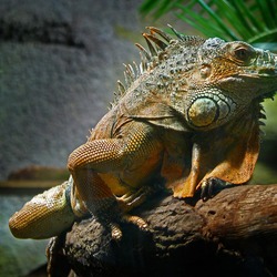 Iguanidae Lizard Photo Iguana Photo Lizard Iguanidae Iguana Photo Lizard Iguana Iguanidae Iguana_iguana_01