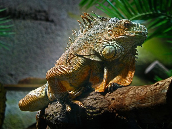 Iguanidae Lizard Photo Iguana Photo Lizard Iguanidae Iguana Photo Lizard Iguana Iguanidae Iguana_iguana_01