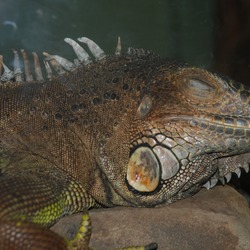 Iguanidae Lizard Photo Iguana Washington_DC_Zoo_-_Iguana_iguana_2