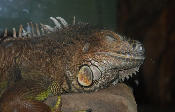 Iguanidae Lizard Photo Iguana Washington_DC_Zoo_-_Iguana_iguana_2