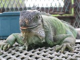 Iguanidae Photo Iguana Lizard Iguana_iguana_Florida_2006