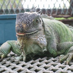 Iguanidae Photo Iguana Lizard Iguana_iguana_Florida_2006