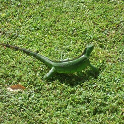 Iguanidae Photo Iguana Lizard Iguanidae Photo Lizard Iguana Iguana-iguana-Guadeloupe