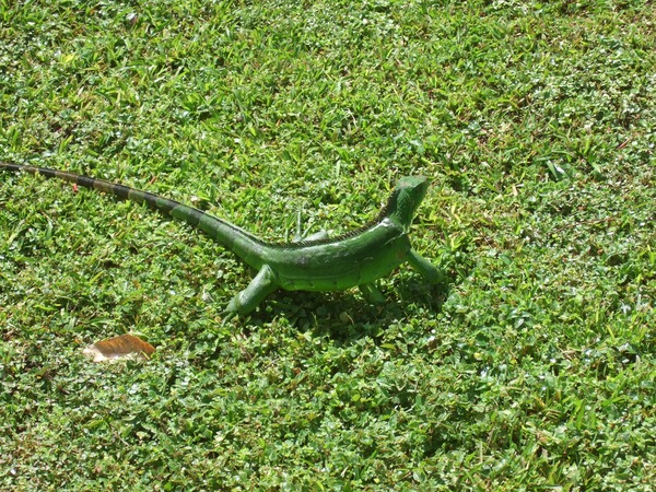 Iguanidae Photo Iguana Lizard Iguanidae Photo Lizard Iguana Iguana-iguana-Guadeloupe