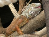 Iguanidae Photo Iguana Lizard Lizard Iguana Iguanidae Photo Brown_Iguana