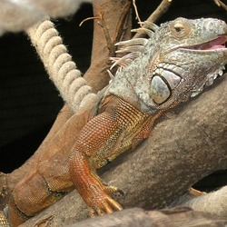 Iguanidae Photo Iguana Lizard Lizard Iguana Iguanidae Photo Brown_Iguana