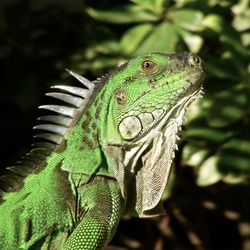 Green Iguana