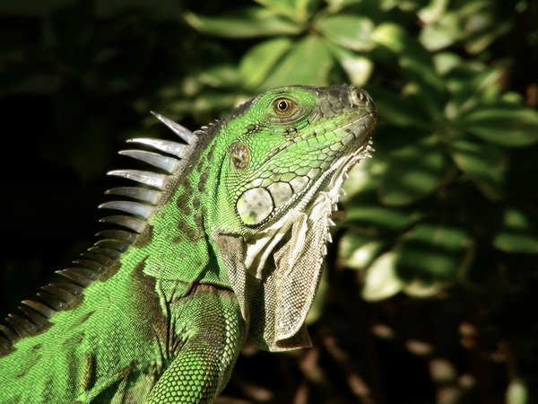 Green Iguana