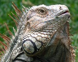 Reptiles