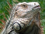 Lizard Iguana Iguanidae Photo Lizard Iguanidae Photo Iguana Iguanidae Photo Lizard Iguana Iguana_Costa_Rica