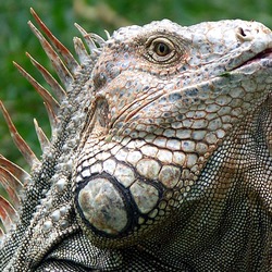 Lizard Iguana Iguanidae Photo Lizard Iguanidae Photo Iguana Iguanidae Photo Lizard Iguana Iguana_Costa_Rica