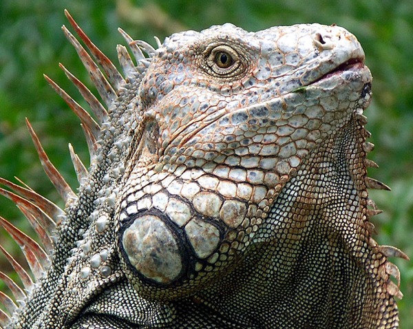 Lizard Iguana Iguanidae Photo Lizard Iguanidae Photo Iguana Iguanidae Photo Lizard Iguana Iguana_Costa_Rica