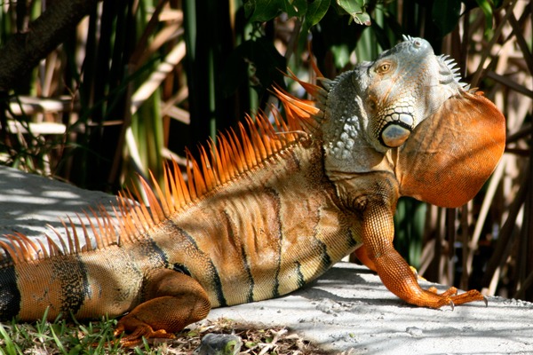 Lizard Iguana Iguanidae Photo Lizard Photo Iguana Iguanidae IGUANA1