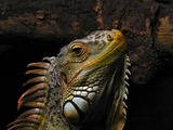 Lizard Iguana Iguanidae Photo PortraitOfAnIguana