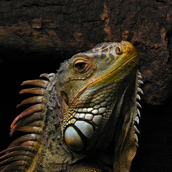 Lizard Iguana Iguanidae Photo PortraitOfAnIguana